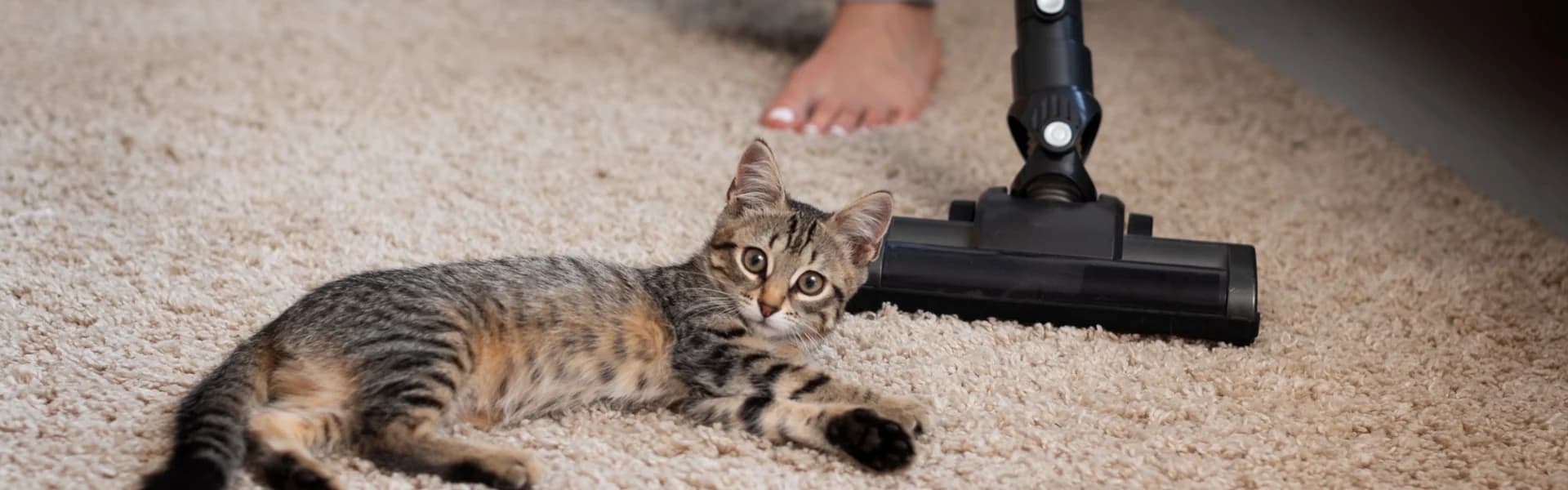 Pest control technician spraying residual insecticide on a carpeted living room floor