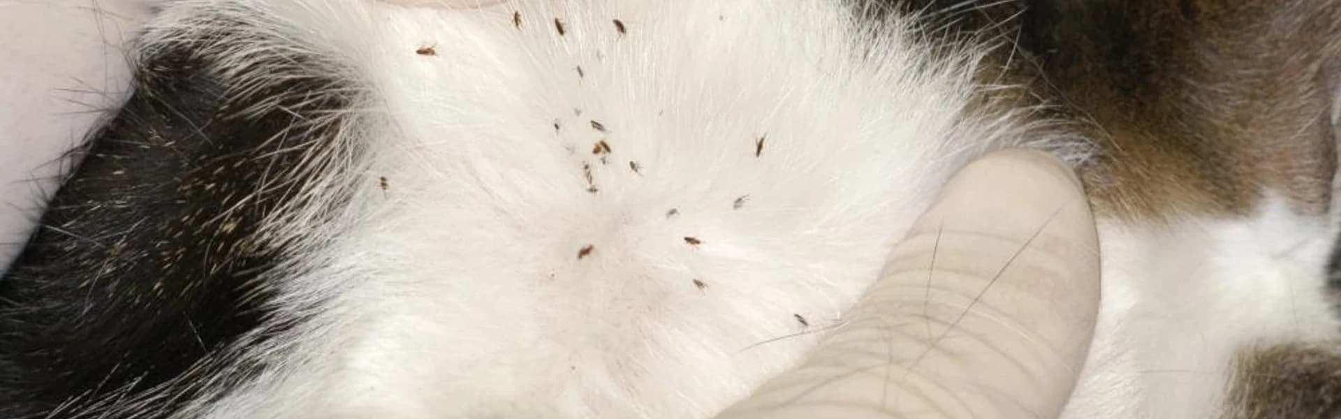 Flea bites on human ankle showing typical signs of a flea infestation