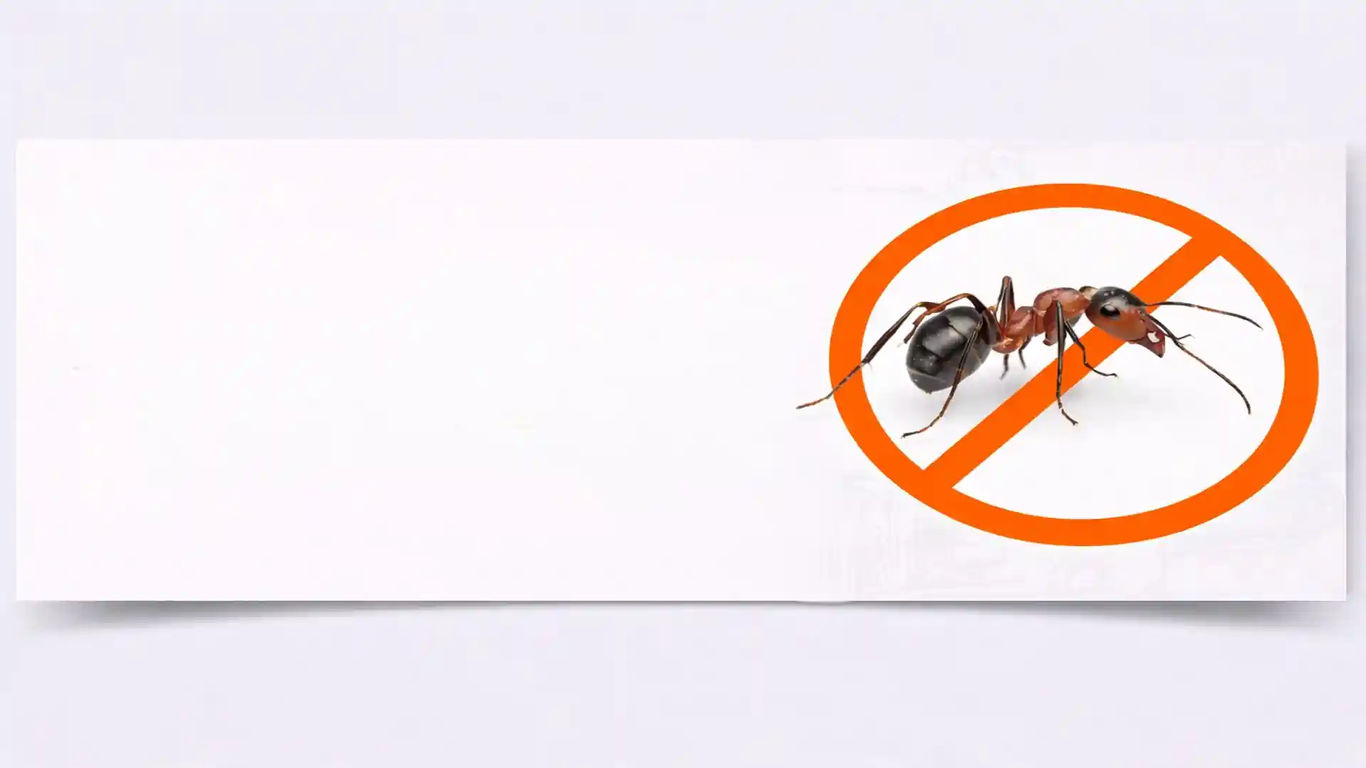 Close-up of an ant with no-entry warning sign for professional ant control services in London and Essex