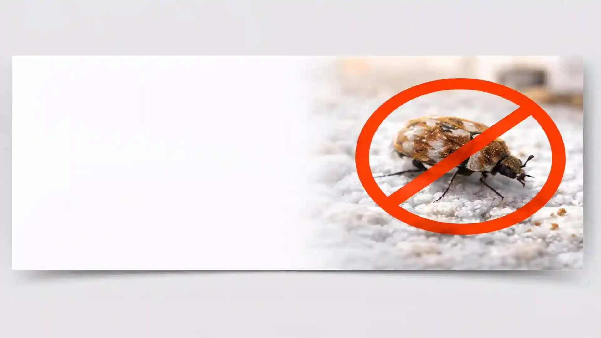 Carpet beetle on household fabric with no-entry warning sign for professional carpet beetle removal services in London and Essex