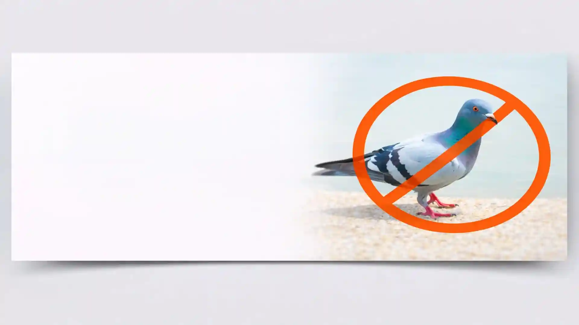 Feral pigeon with no-entry warning sign for professional bird control services in London and Essex