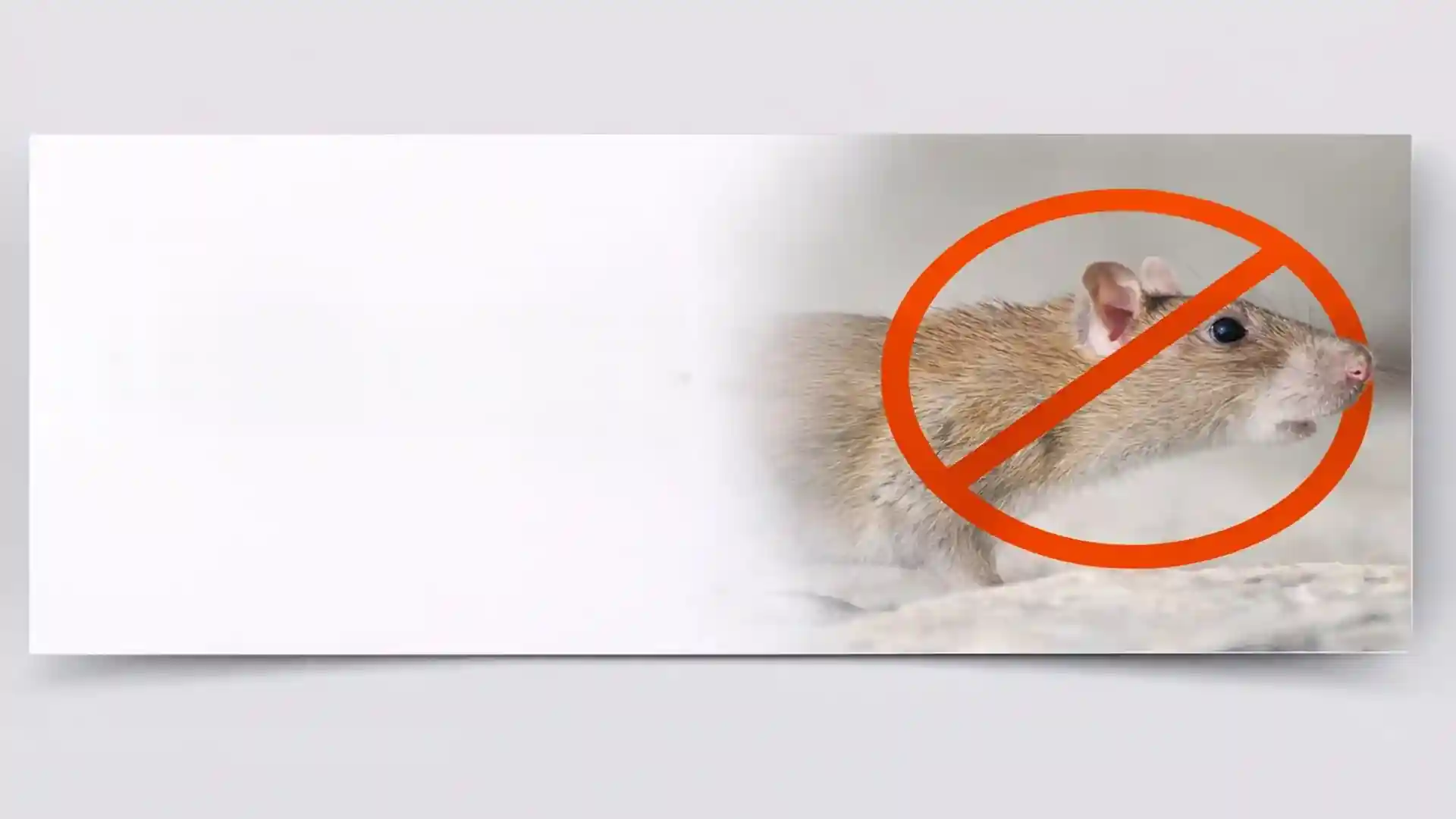 Brown rat close-up with no-entry warning sign for professional rat control and removal services in London and Essex