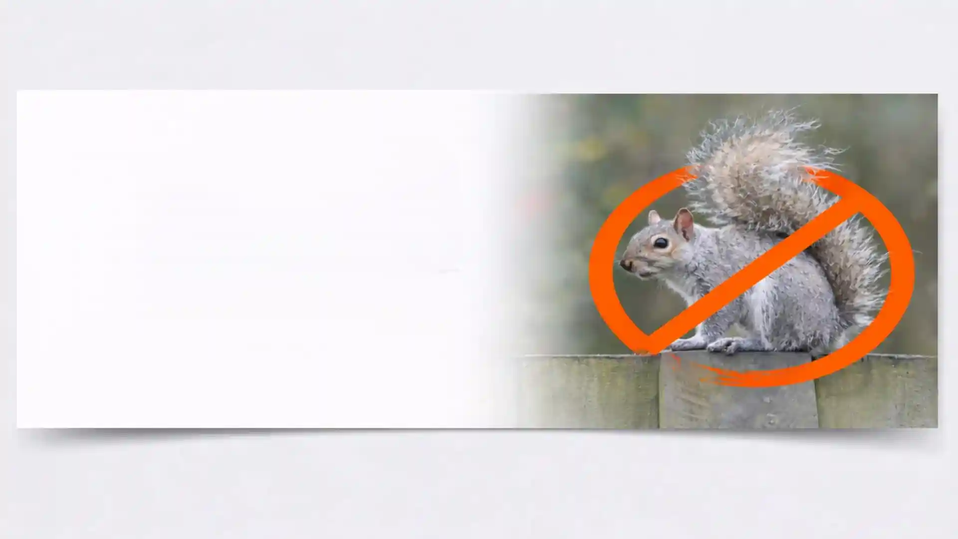 Grey squirrel on a garden fence with no-entry warning sign for professional squirrel removal services in London and Essex