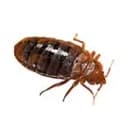 Bed Bug