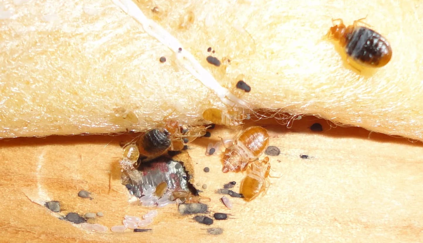 Bed bugs, nymphs, eggs, and fecal marks clustered in a mattress seam