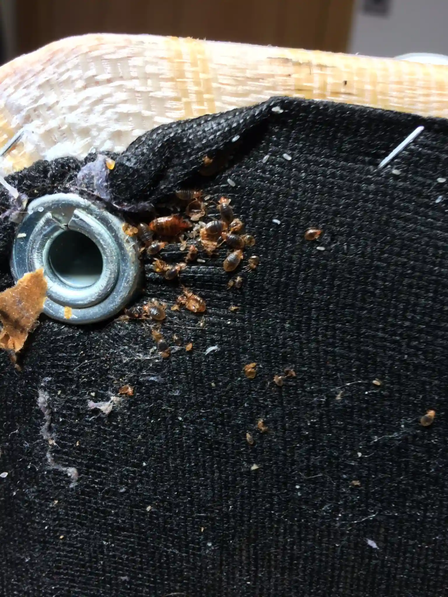 Close-up of bed bug eggs and adults hiding near a mattress eyelet