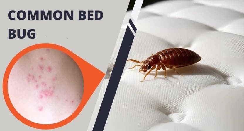 Traveller inspecting a hotel mattress for bed bugs before unpacking luggage