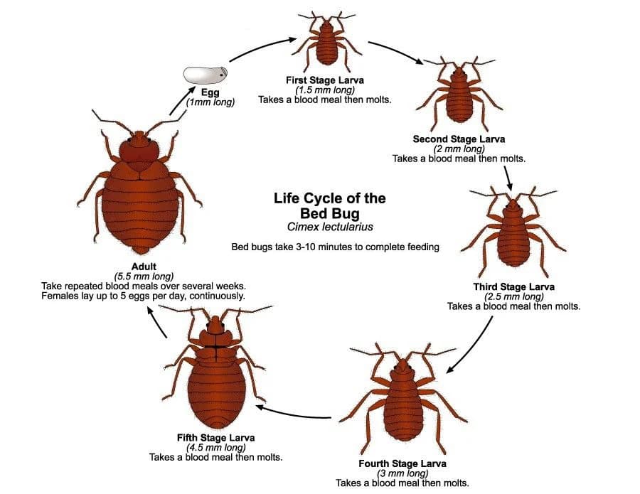 Diagram showing the five nymphal stages of bed bug growth from egg to adult