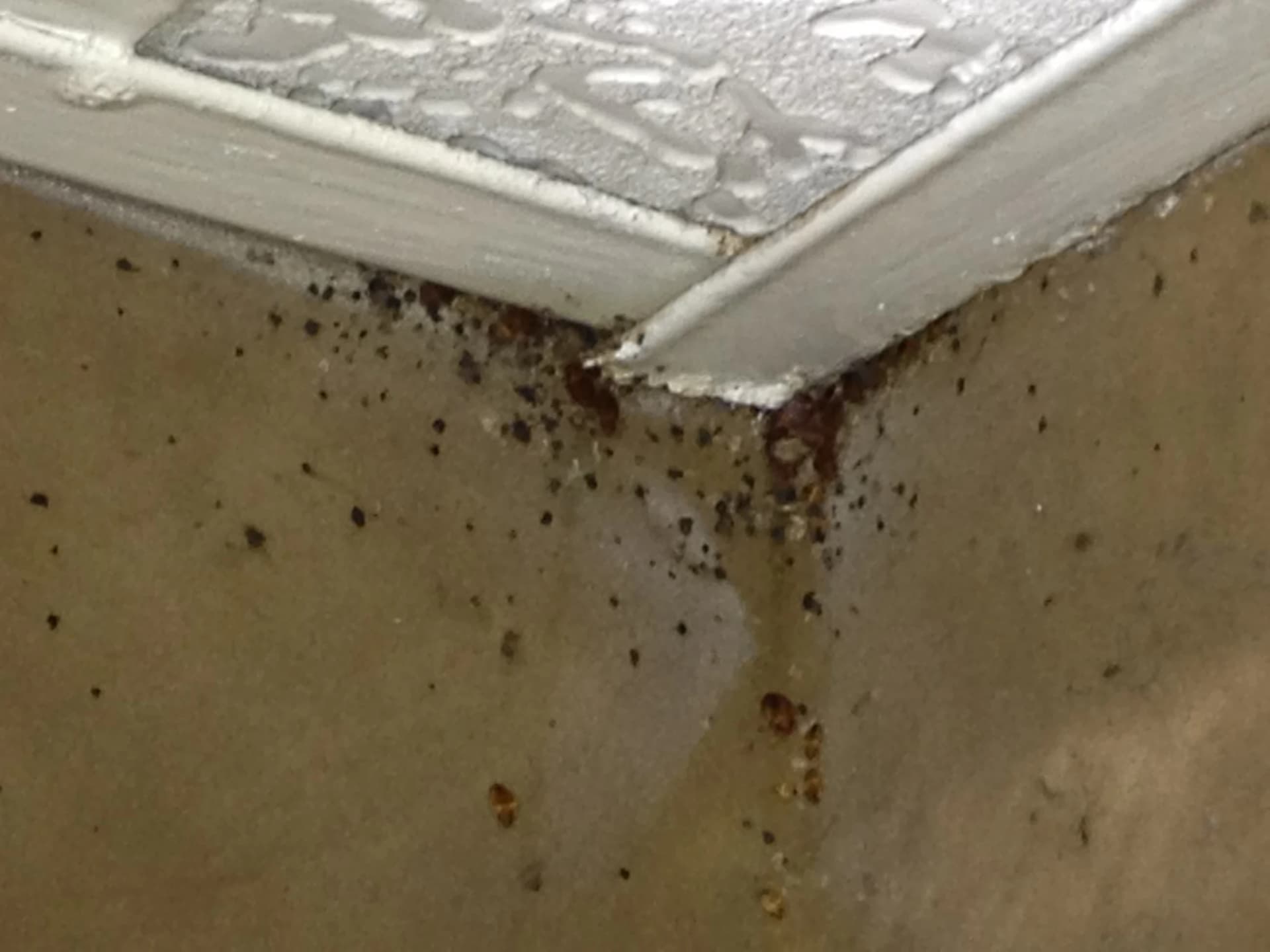 Heavy bed bug fecal spotting on a wall and skirting board showing a severe infestation