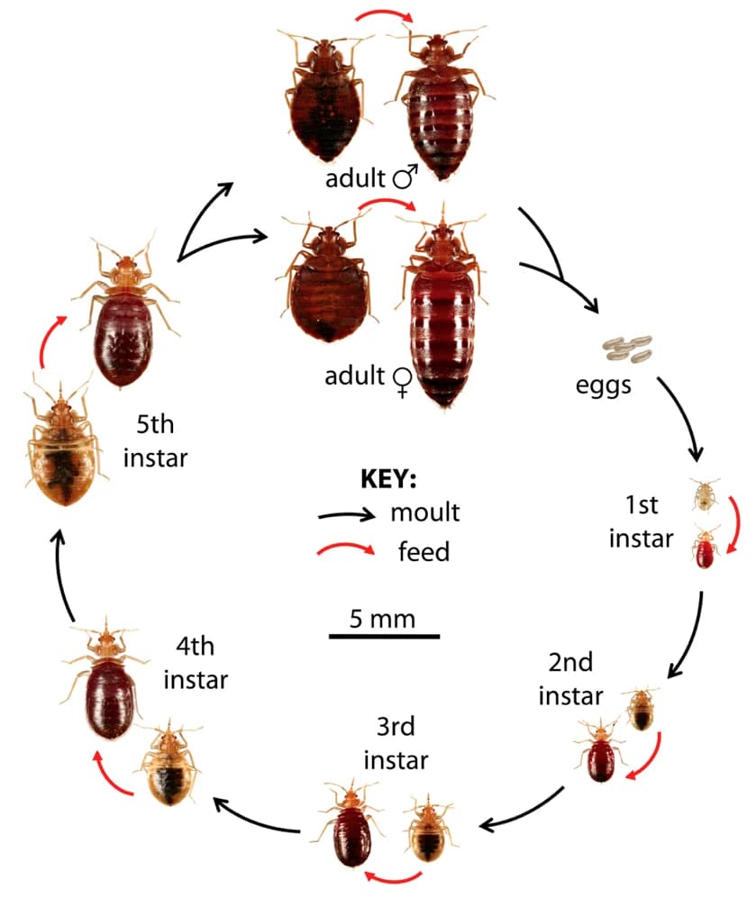 Diagram showing the bed bug lifecycle from egg through five nymphal stages to adult