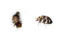 Carpet Beetle