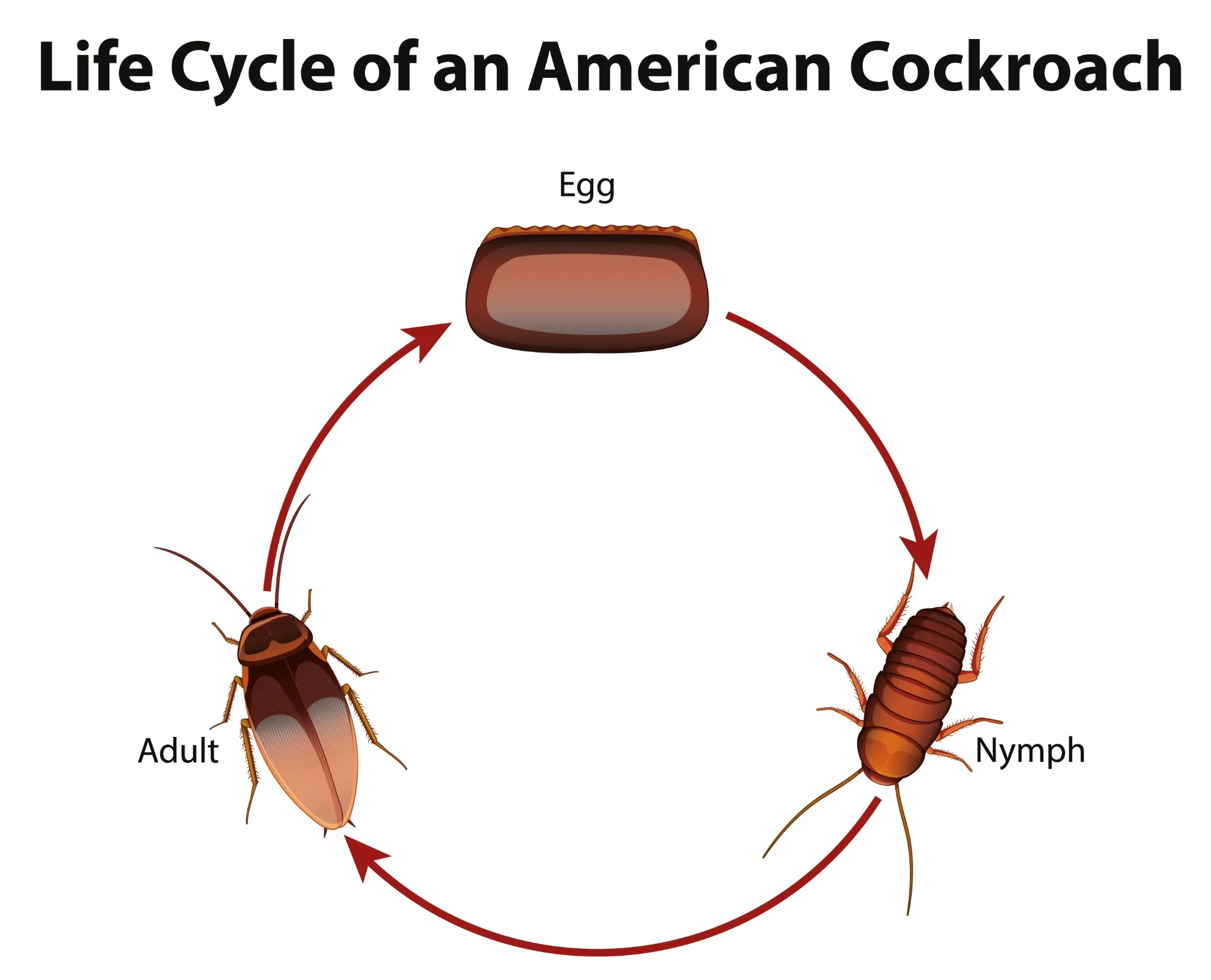 Cockroach life cycle diagram — egg case, nymphs, and adult showing rapid development