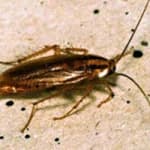 Close-up of a cockroach showing detailed body features for identification