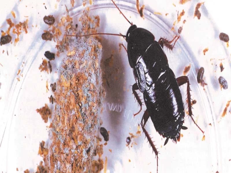 Oriental cockroach commonly found in UK homes — dark, glossy, and typically found in damp areas