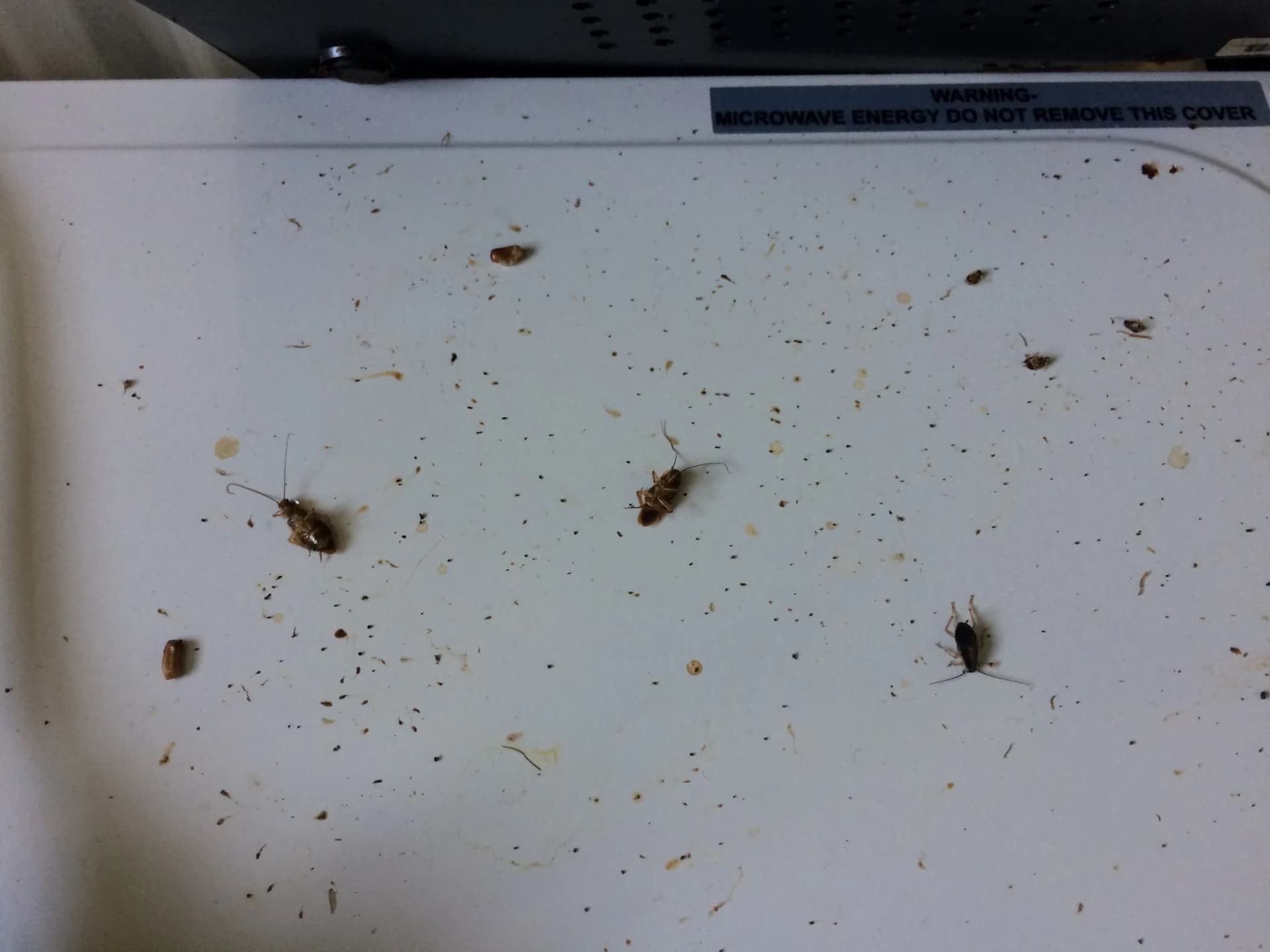 Cockroach droppings and dead cockroaches found during a kitchen inspection
