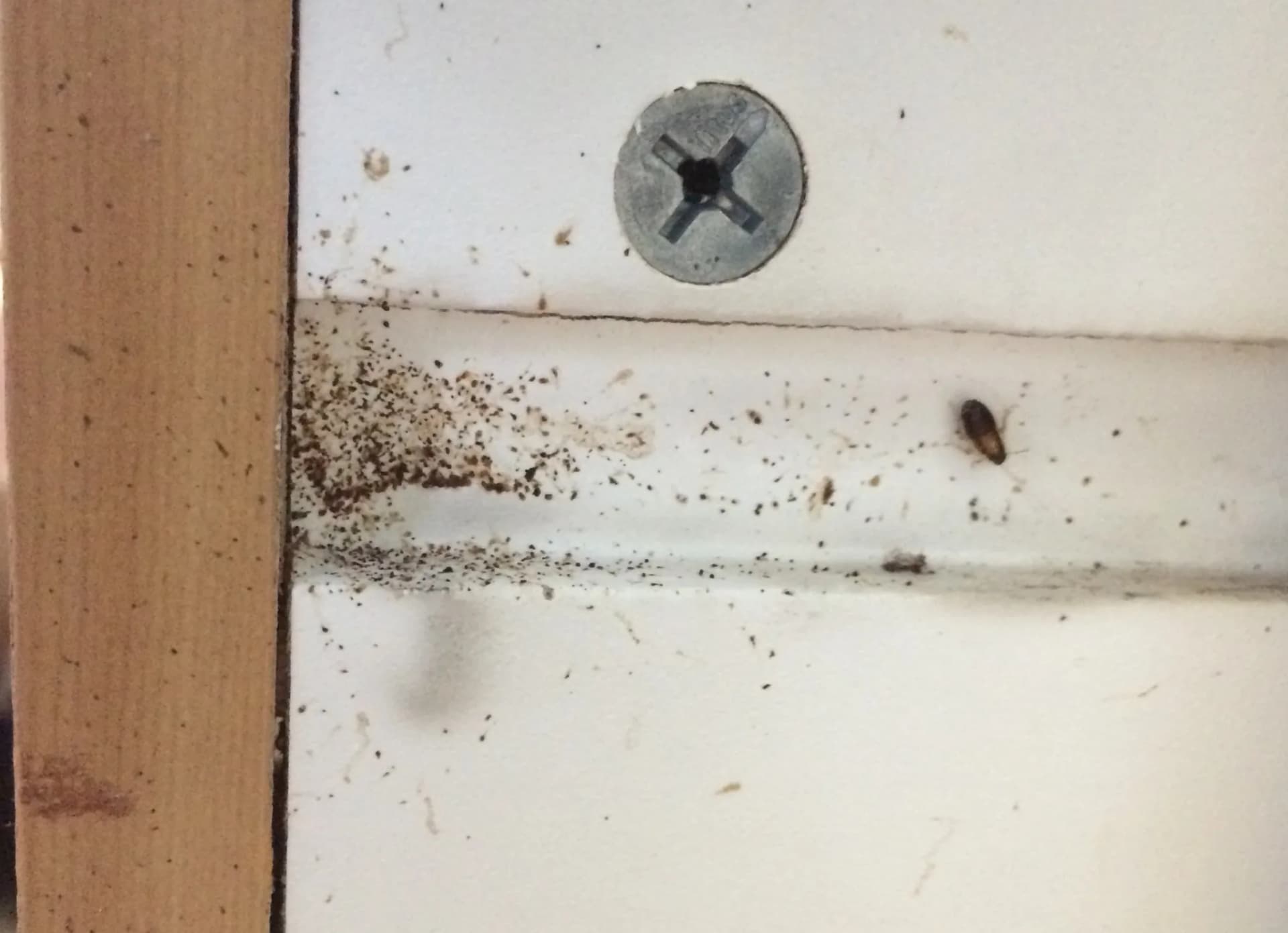 Cockroach droppings (frass) on a kitchen cabinet — a key sign of cockroach infestation