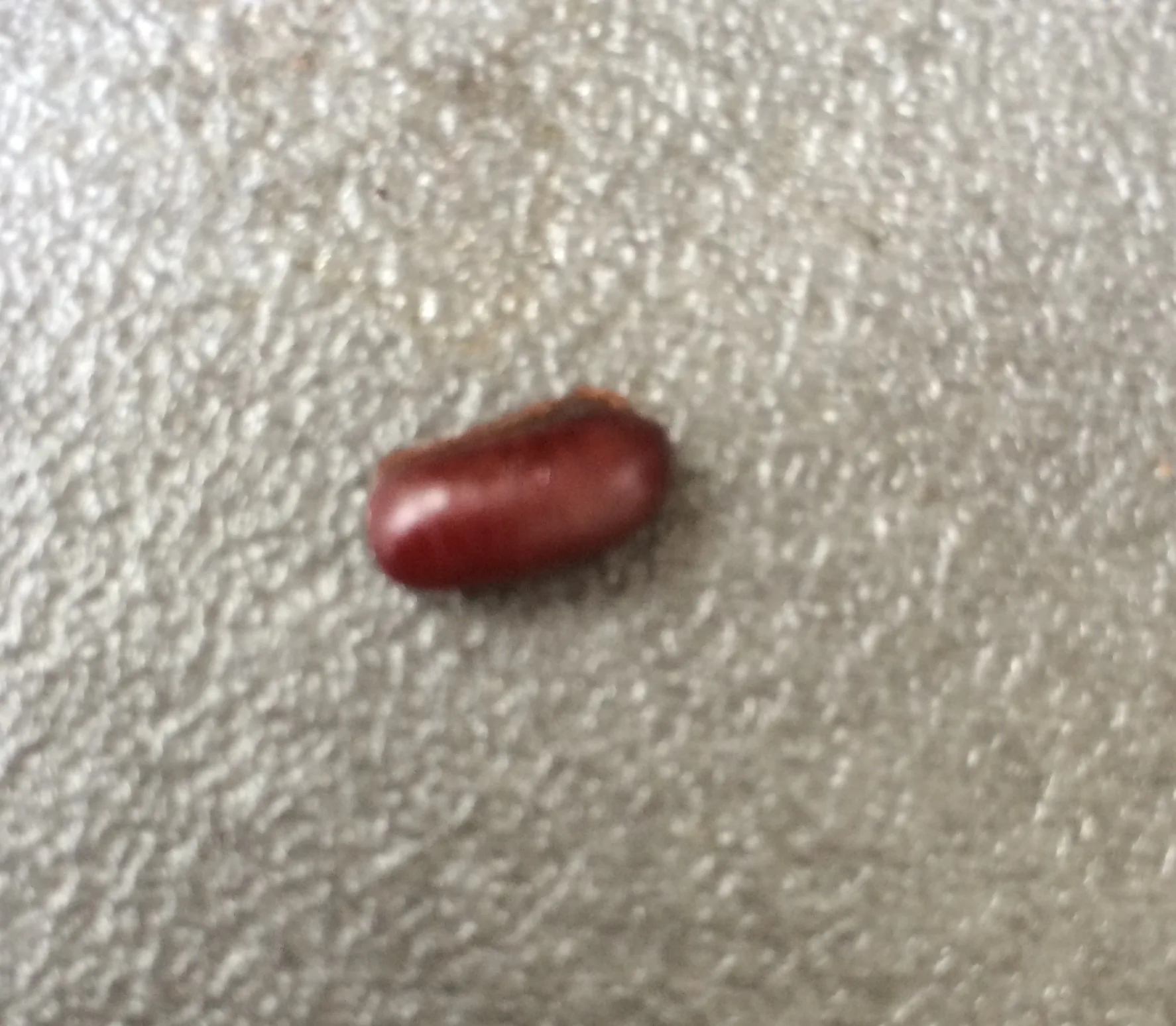 Cockroach egg case (ootheca) found on a floor — an early sign of cockroach breeding activity