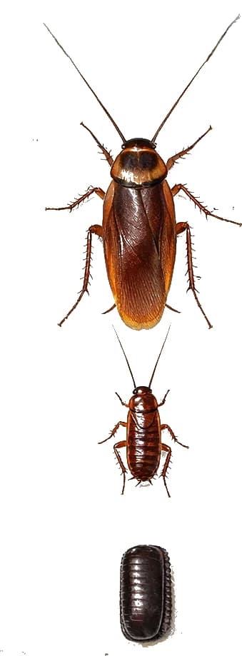 American cockroach life stages — the largest cockroach species occasionally found in UK commercial premises