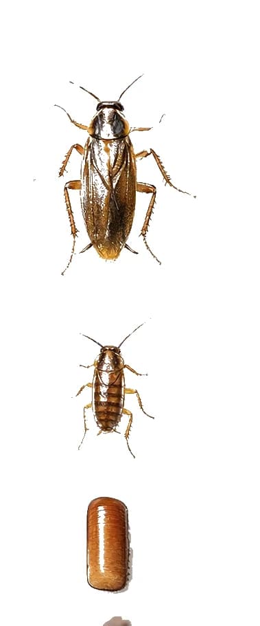 German cockroach life stages — egg case, nymphs, and adult showing size progression