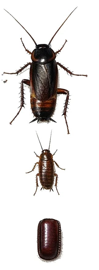 Oriental cockroach life stages — egg case, nymphs, and glossy dark adult