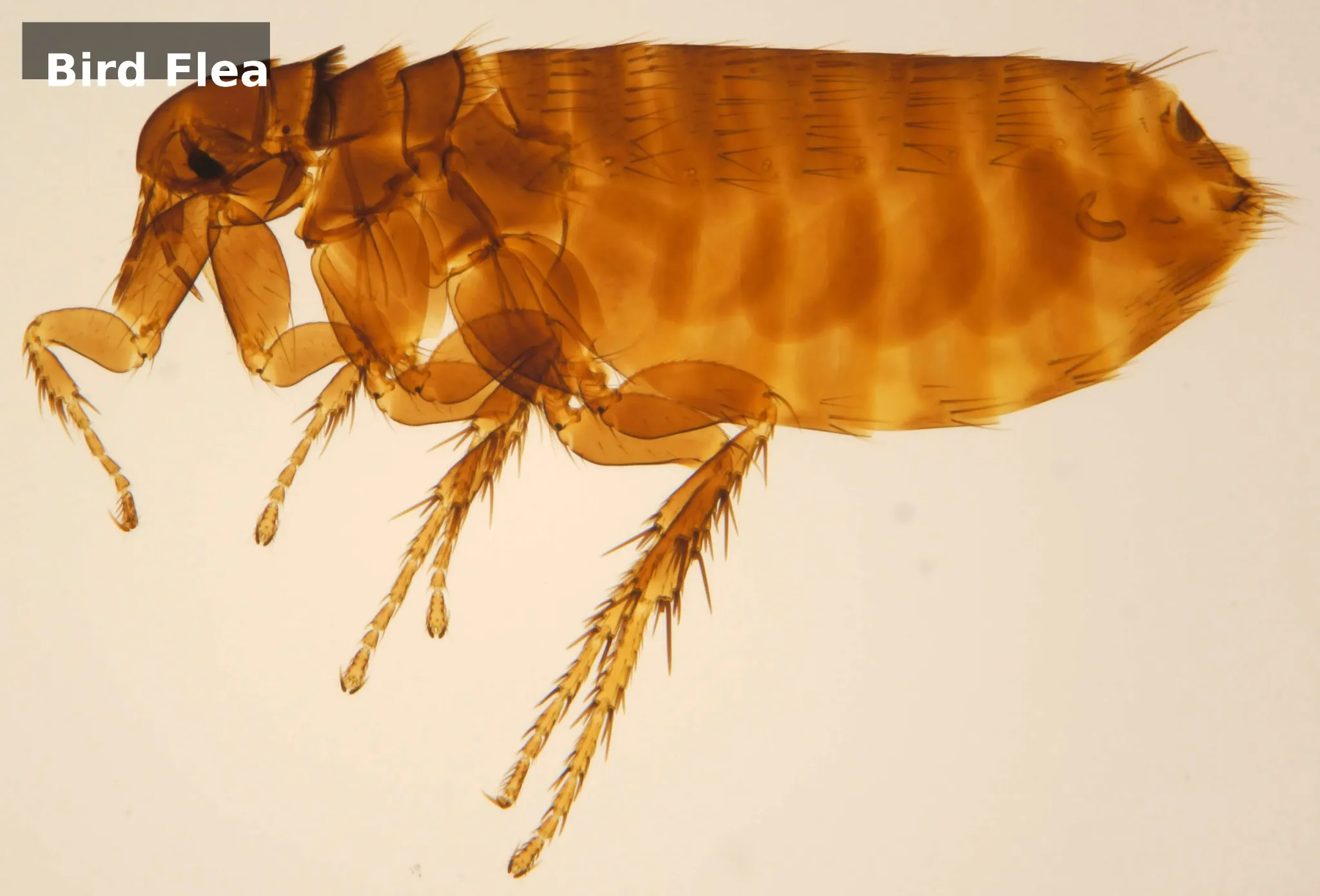 Microscope image of a bird flea (Ceratophyllus gallinae) showing detailed body structure
