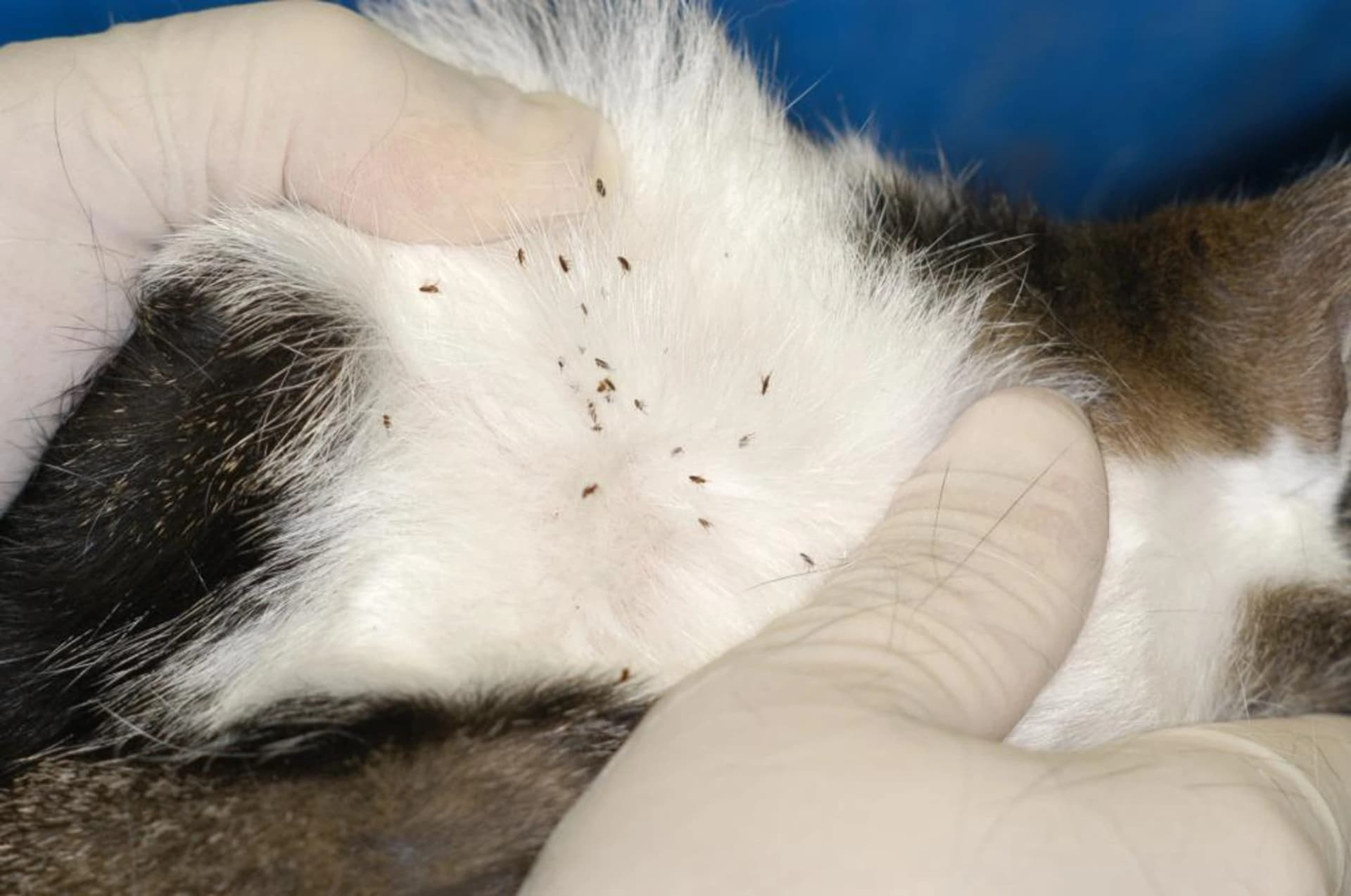 Close-up of cat fleas visible in a cat's white fur during a veterinary inspection