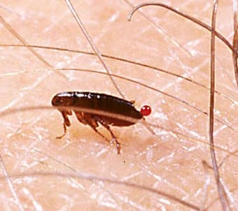 Close-up of a flea feeding on human skin showing its dark body and blood droplet