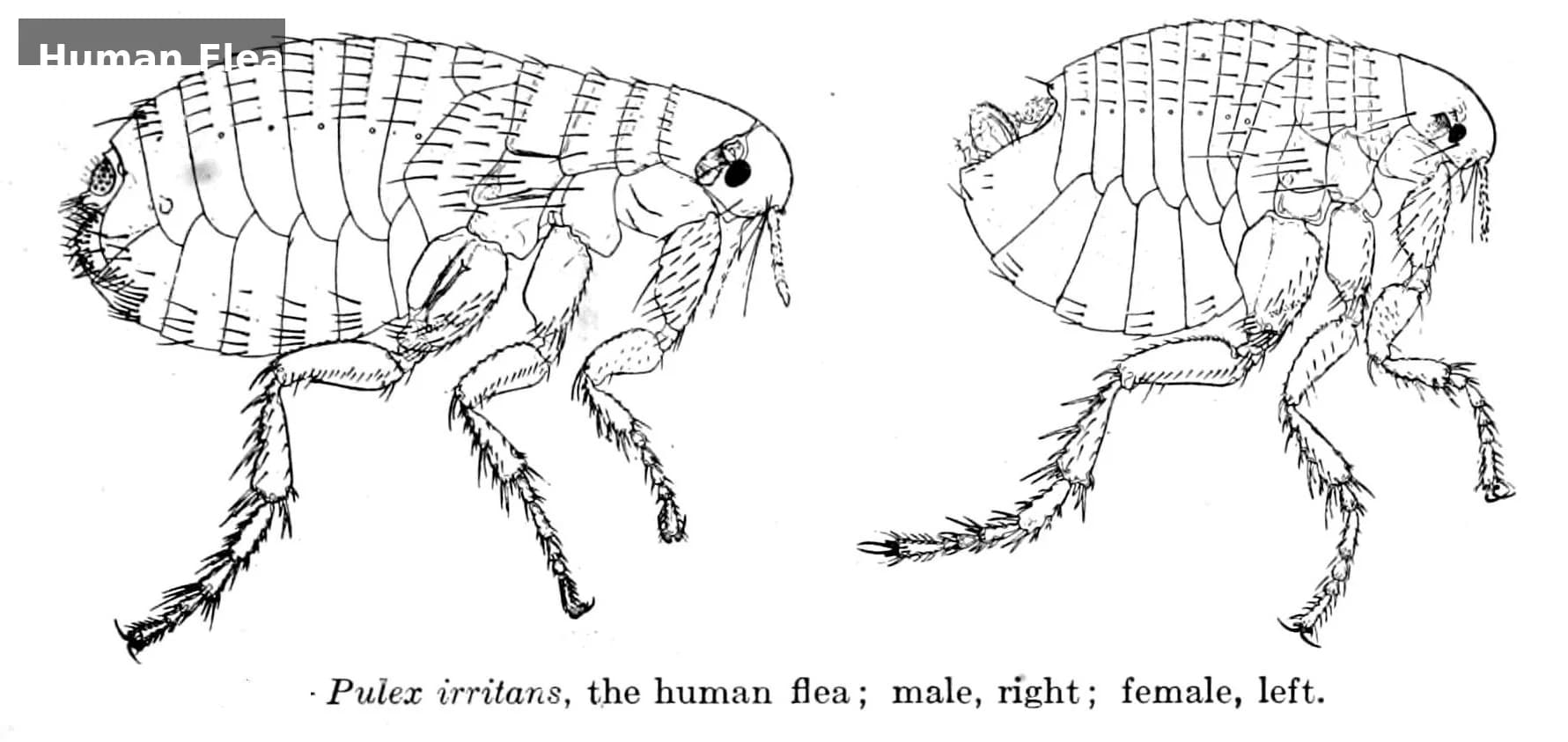 Illustration of Pulex irritans, the human flea — male and female specimens