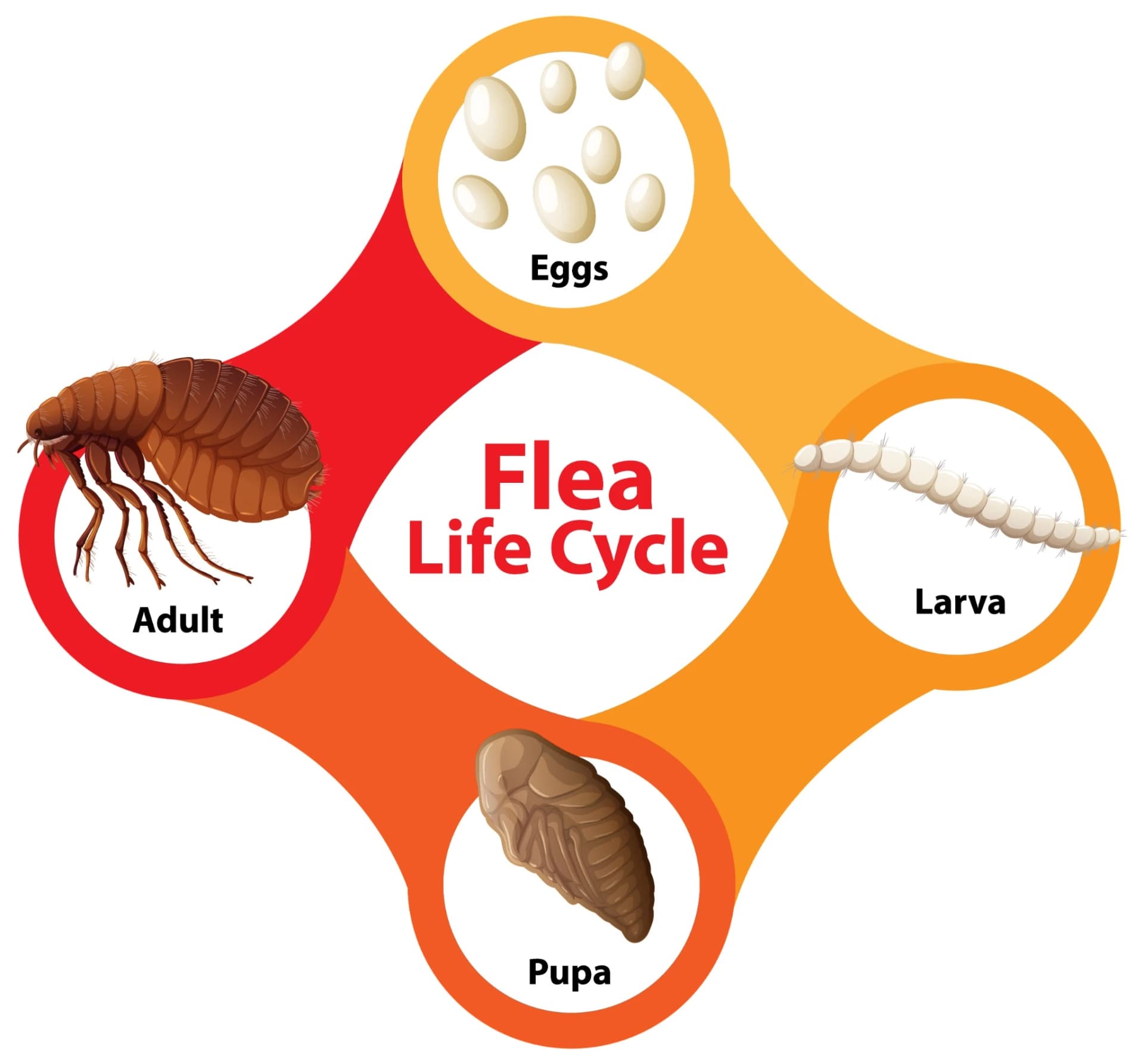 Diagram showing the flea life cycle stages: eggs, larva, pupa, and adult flea
