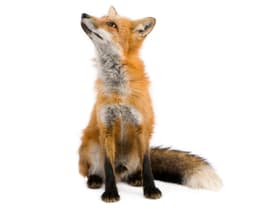 Fox Pest Control
