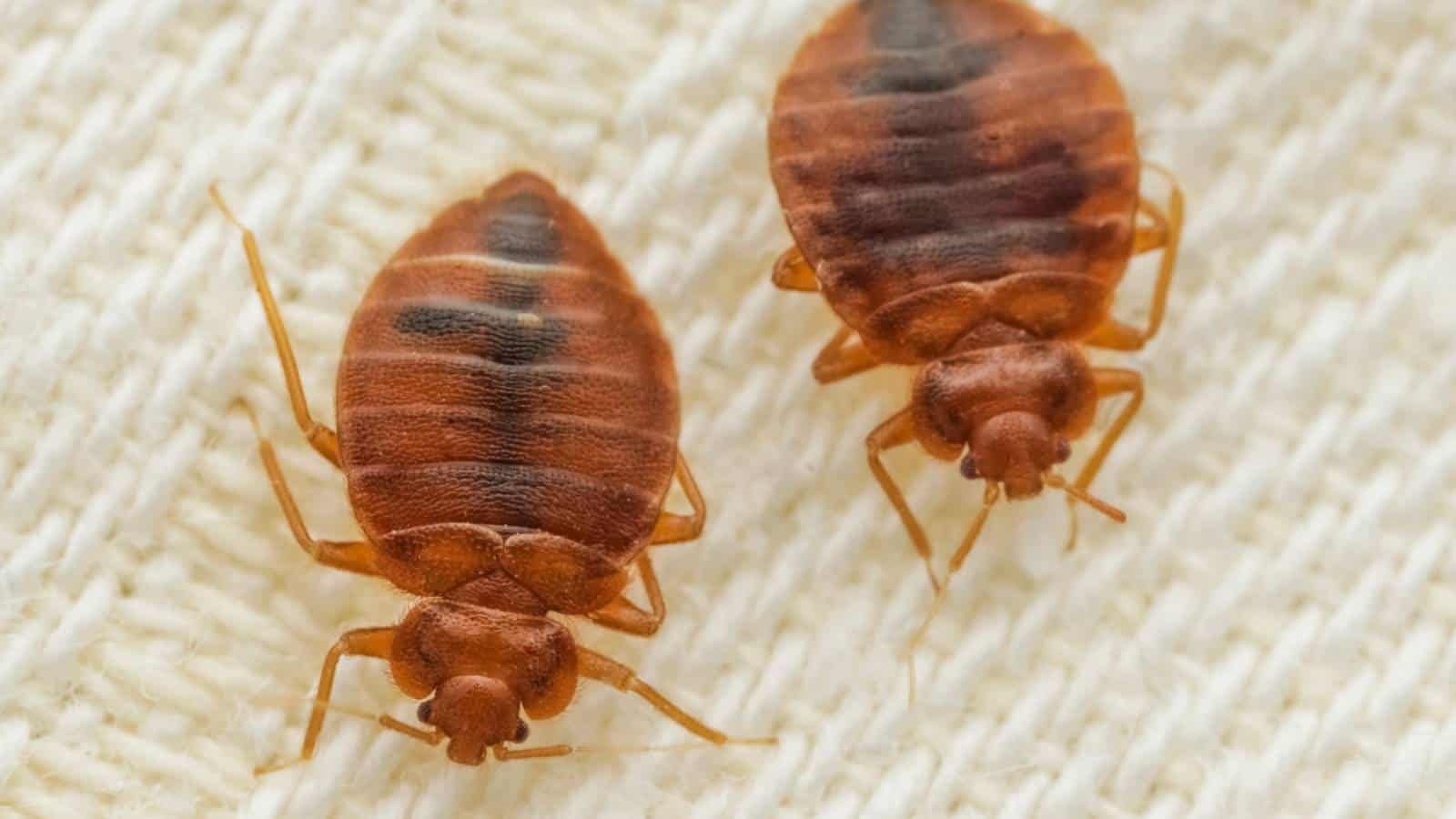 Signs of bed bug infestation on a mattress