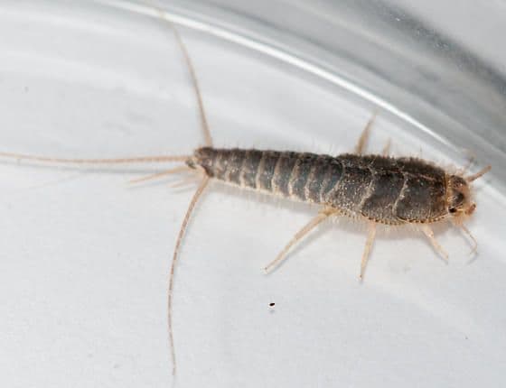 Silverfish infestation in a damp bathroom
