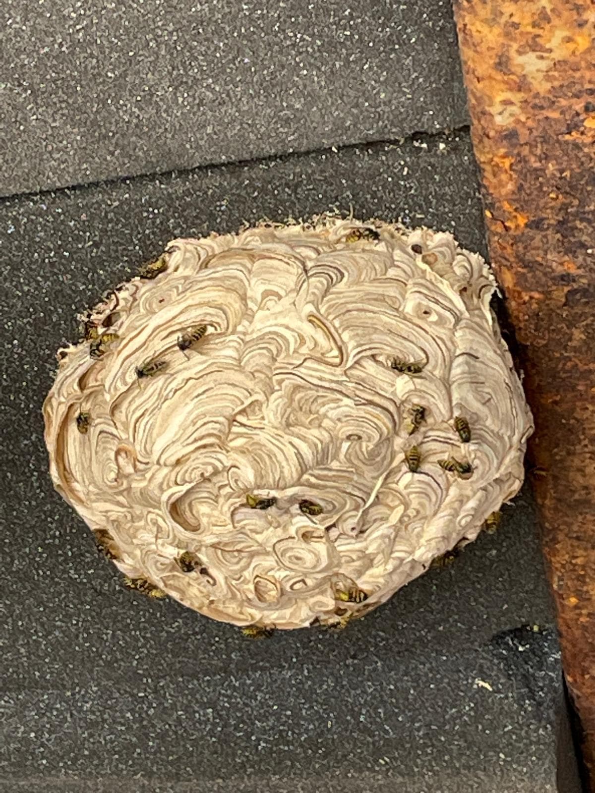 Hornet close-up used for identification in pest control articles