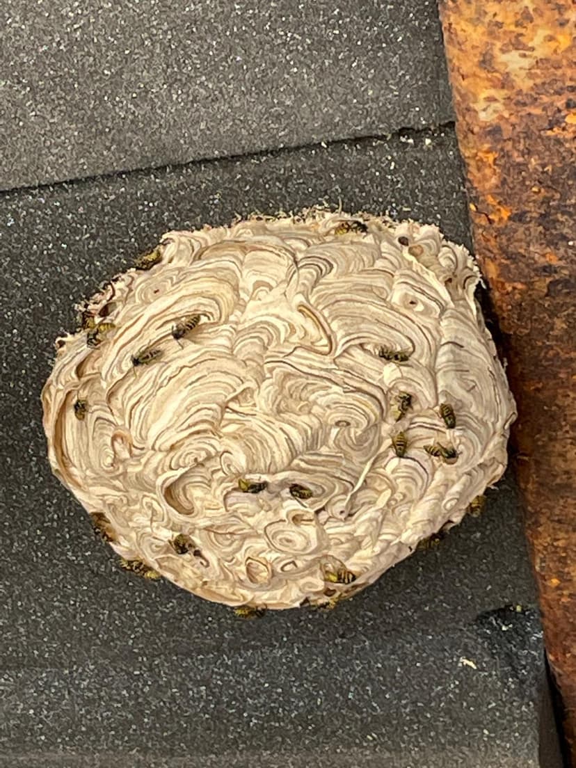 Wasp Removal