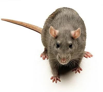 Brown rat close-up used for identification in rat control articles