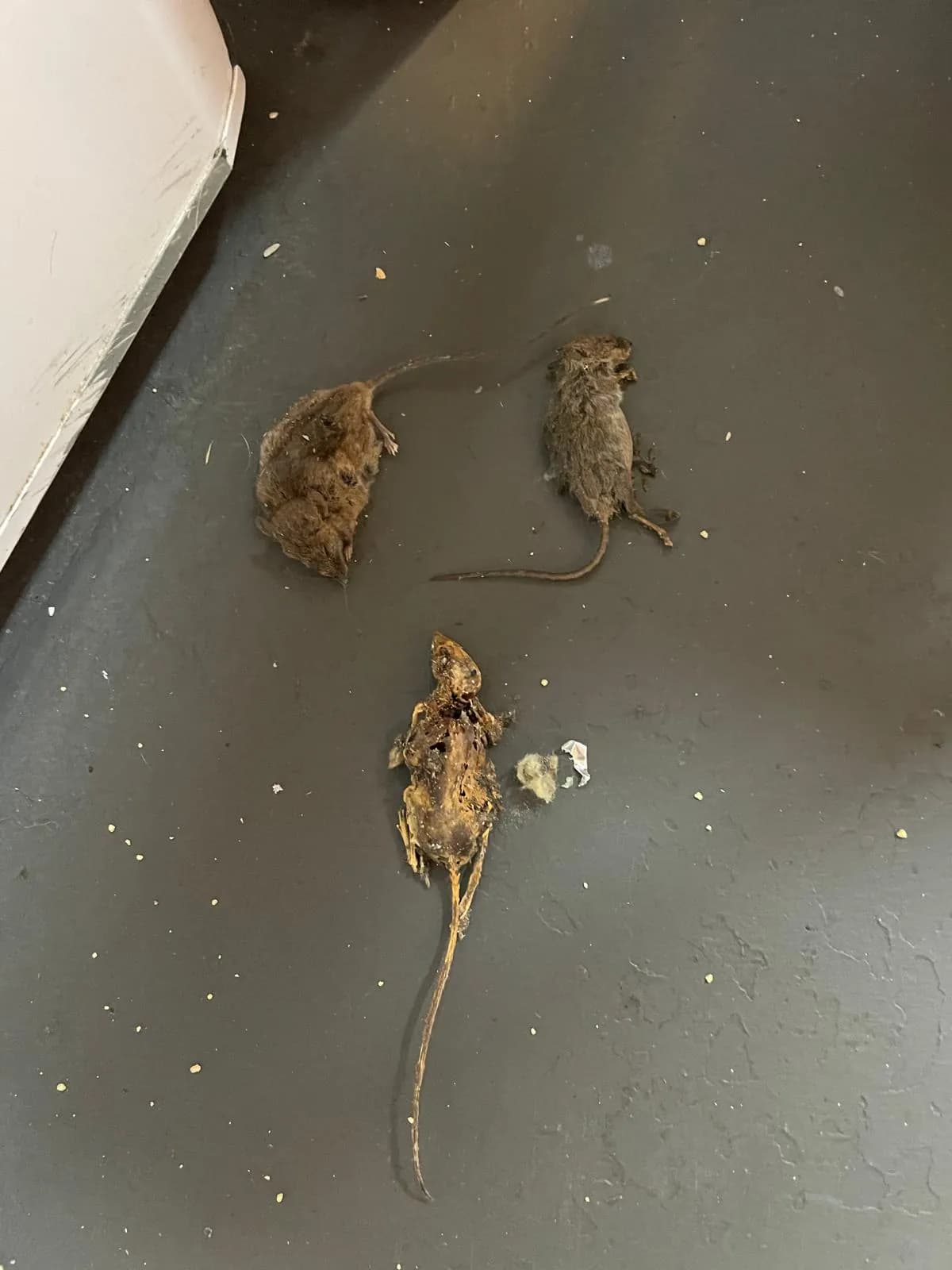 Dead mice removed during a professional sanitisation and cleanup service