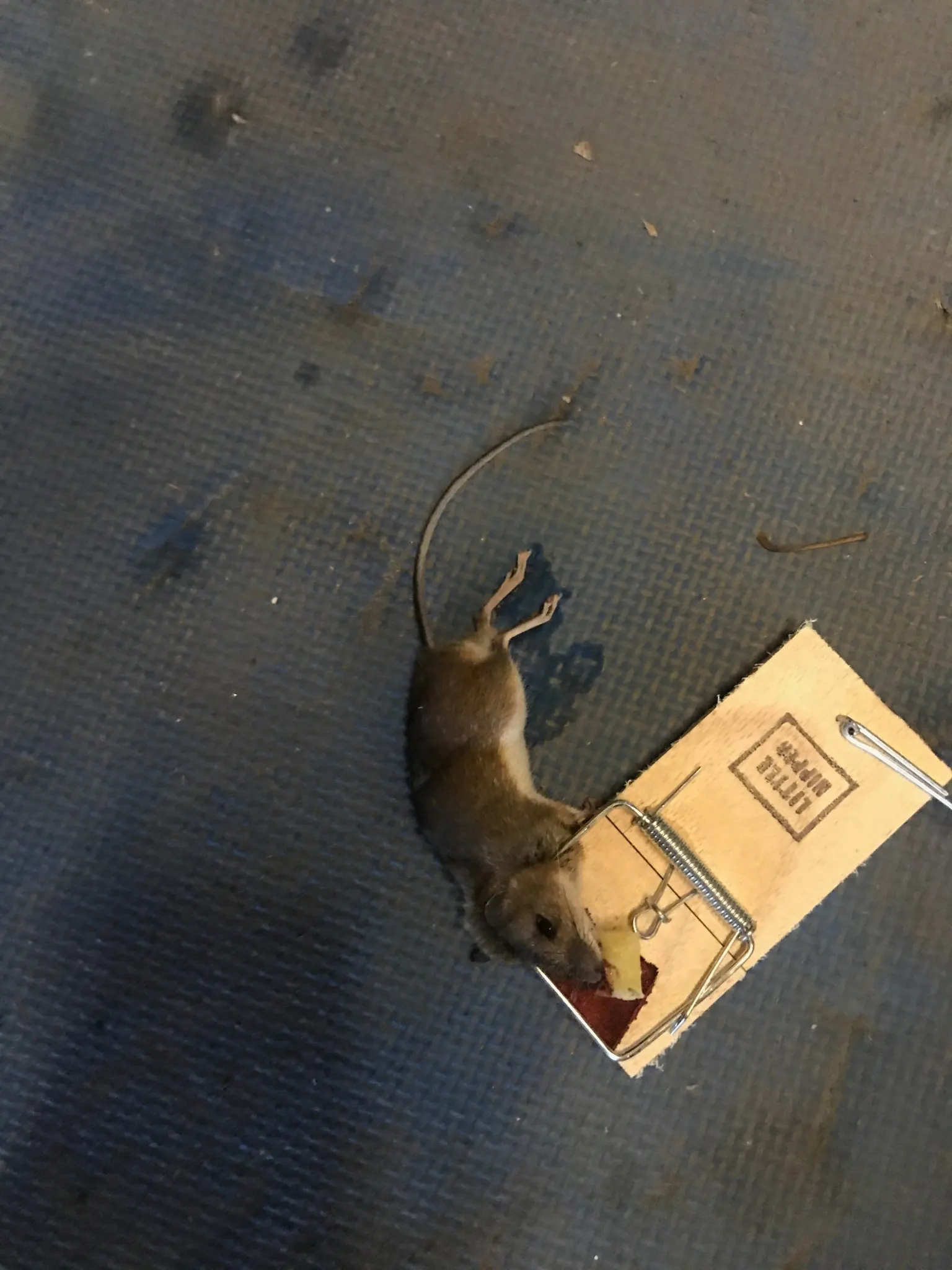Mouse caught in a wooden snap trap showing effective DIY mouse control