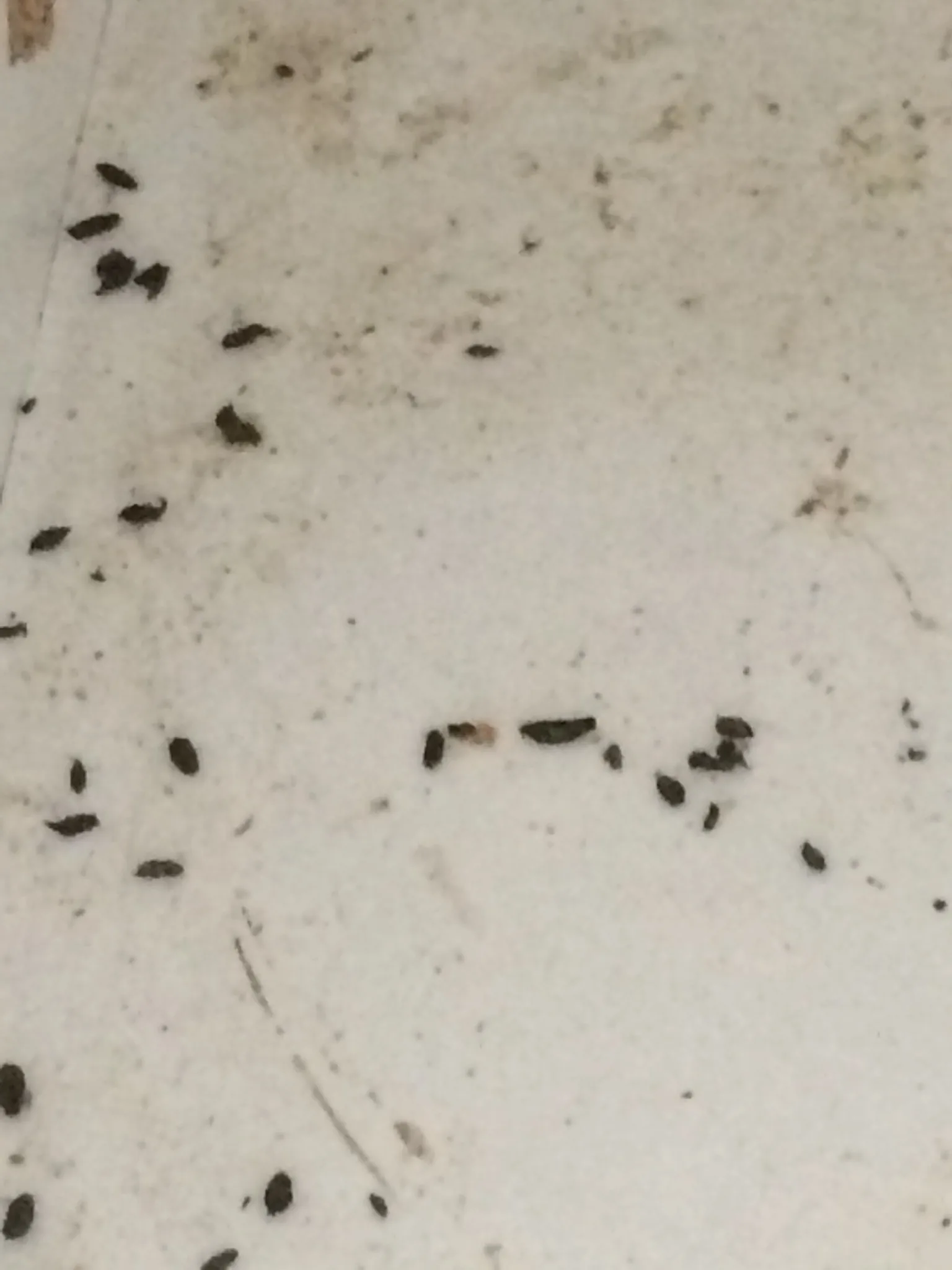 Mouse droppings scattered on a floor showing typical size and appearance