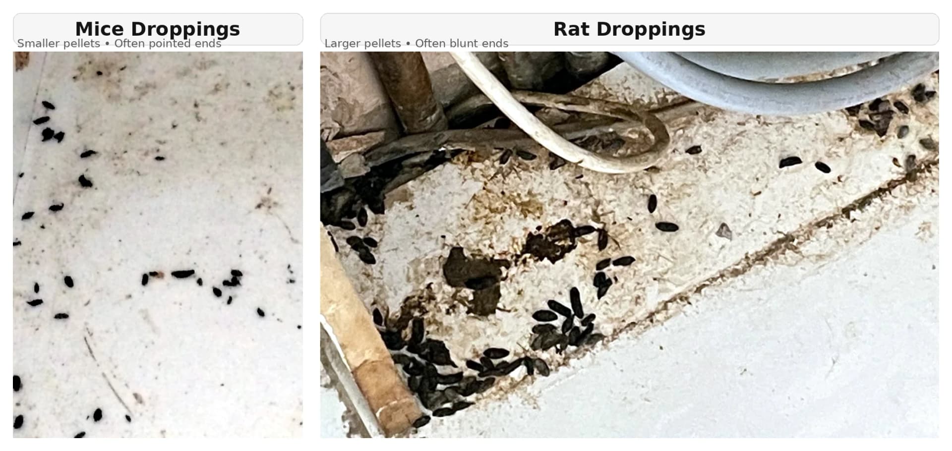 Side-by-side comparison of mouse droppings and rat droppings showing size and shape differences