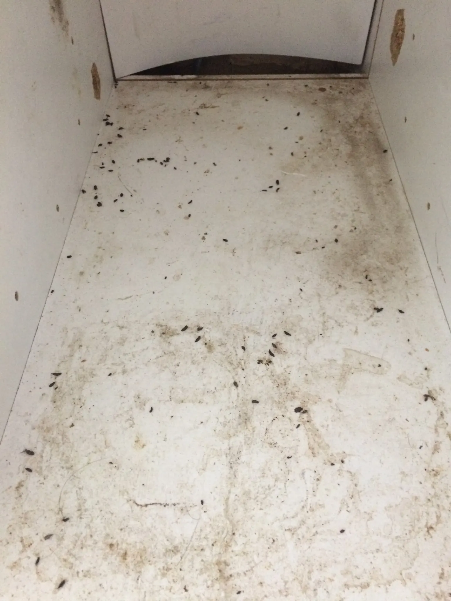 Close-up of mouse droppings found inside a kitchen cupboard