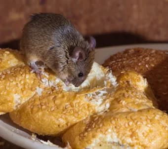 Mouse near a snap trap used to confirm mouse activity in a home