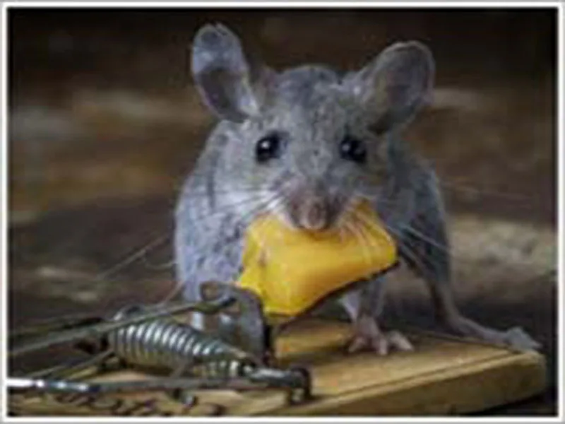 House mouse feeding on food showing typical appearance for identification