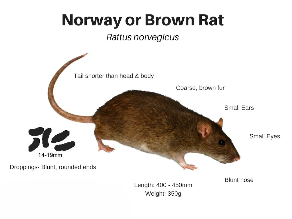 Illustrated Norway rat showing identification features, droppings, and tracks