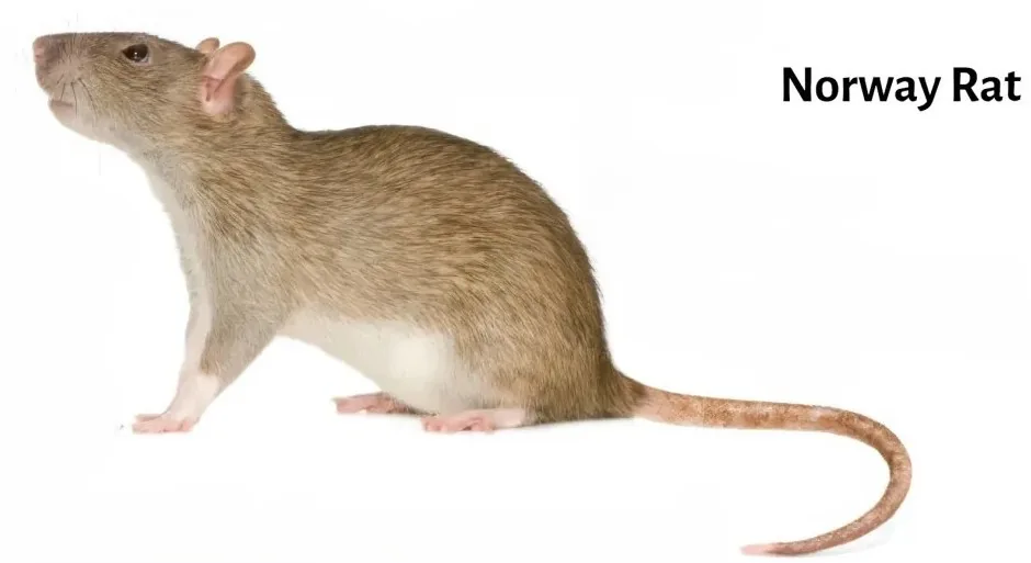 Norway brown rat showing key identification features including blunt nose and small ears