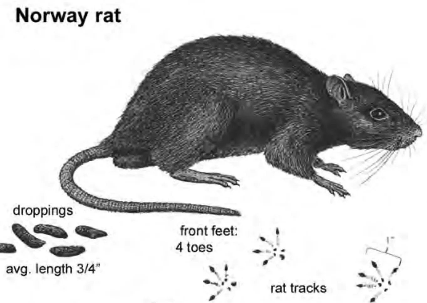 Norway rat illustration with droppings showing size, shape, and blunt rounded ends