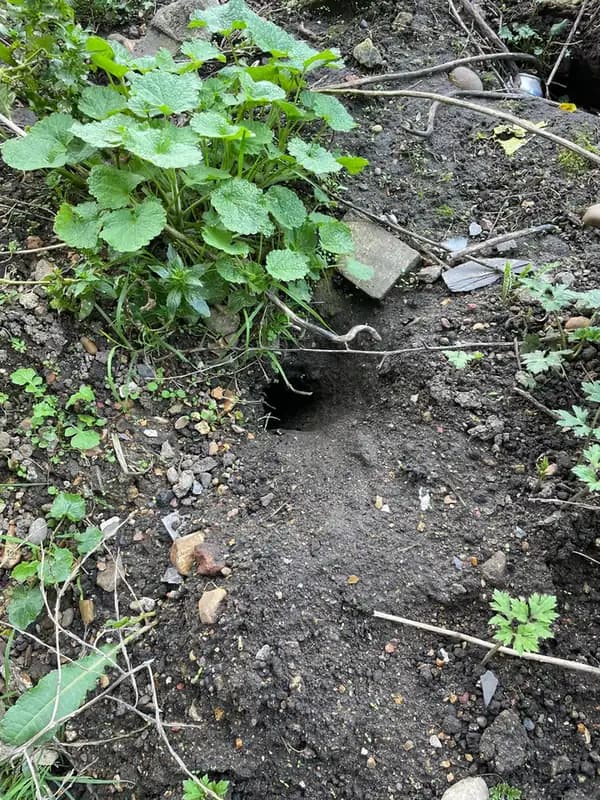 Rat burrow entrance hole found at ground level showing typical size and excavated soil