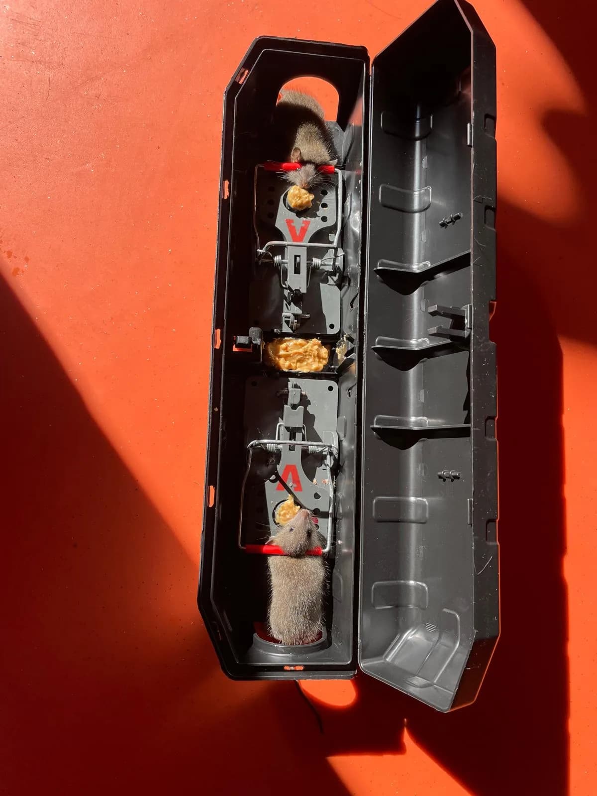 Rat caught in a snap trap demonstrating DIY rat control methods