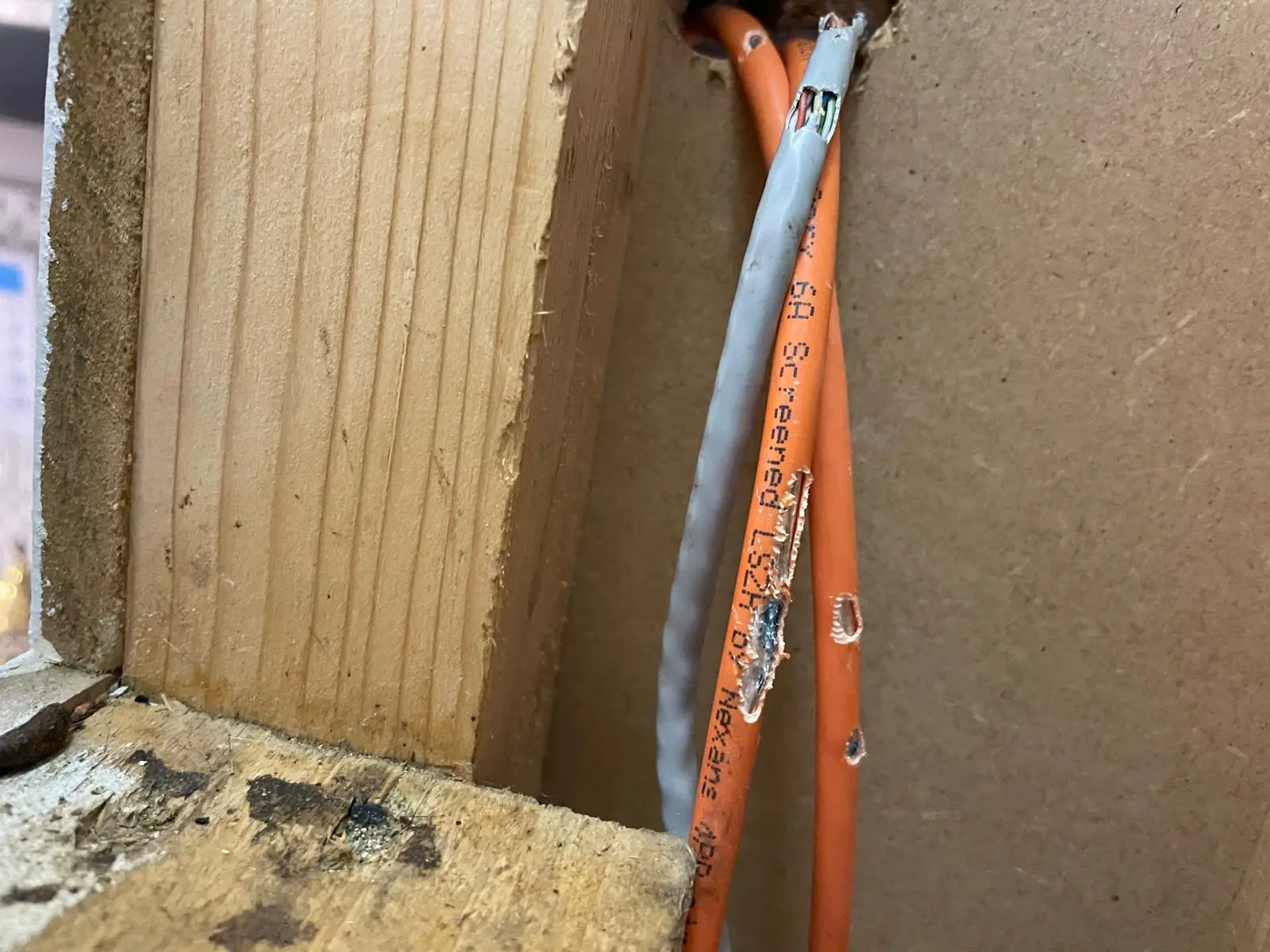 Electrical wires chewed by rats showing the structural damage rodents cause