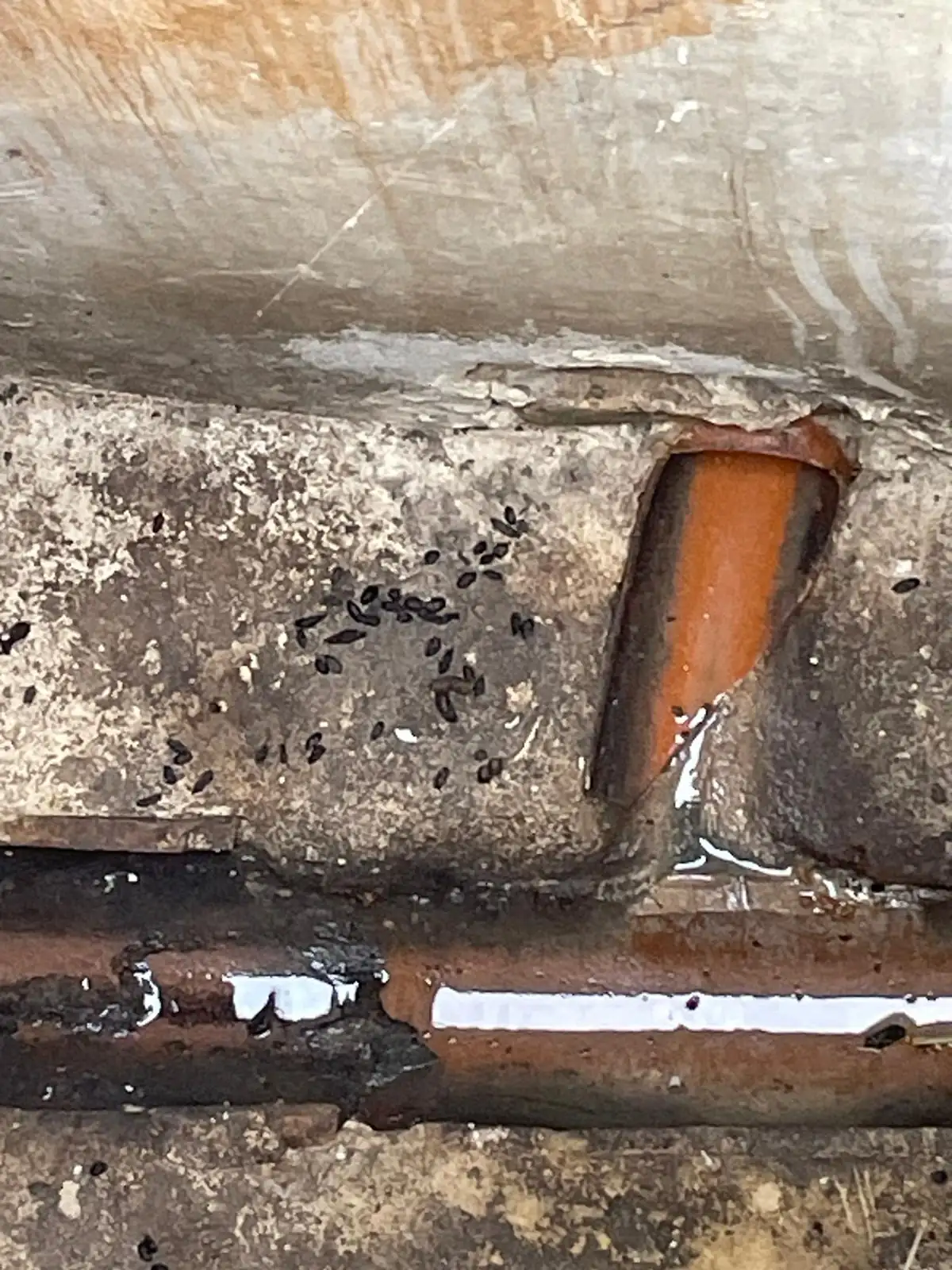 Close-up of rat droppings found near drain pipes during a property inspection
