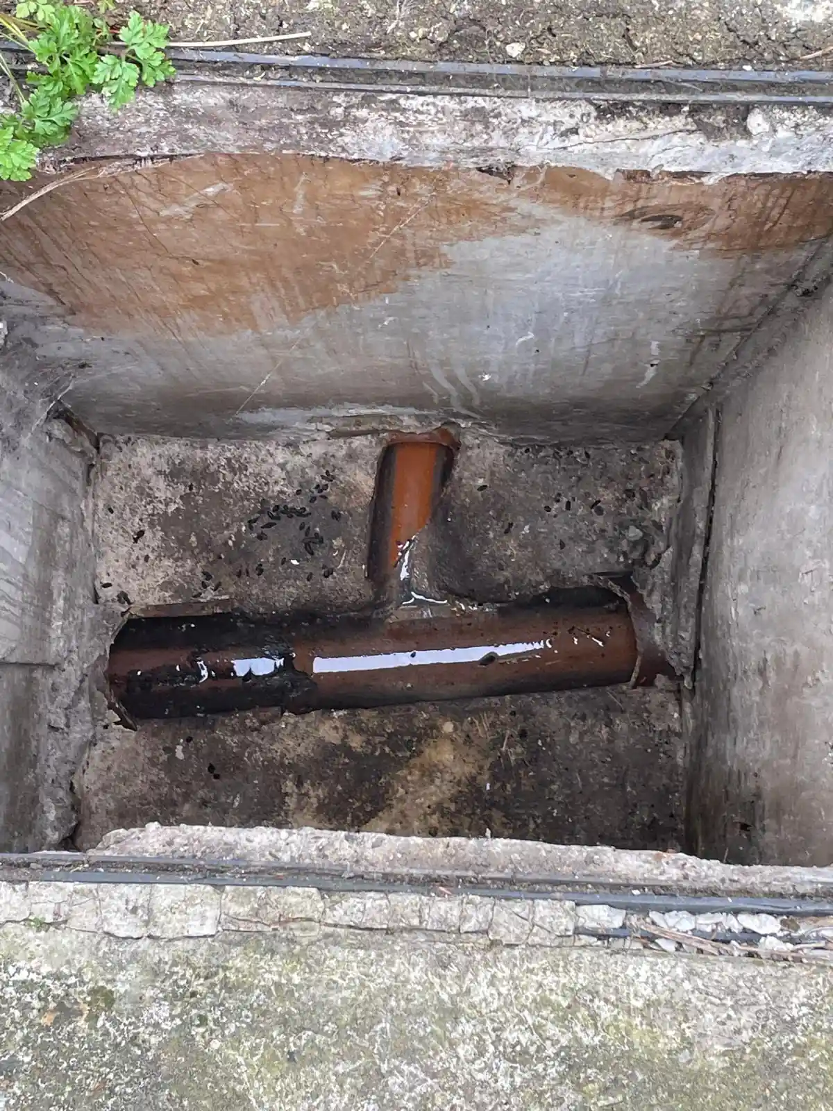 Rat droppings found around drain pipes and plumbing during a property inspection